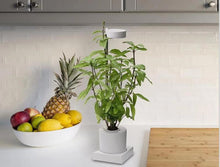 Cargar imagen en el visor de la galería, Sistema de iluminación de cultivo e hidroponía de escritorio Leafy Aerogarden
