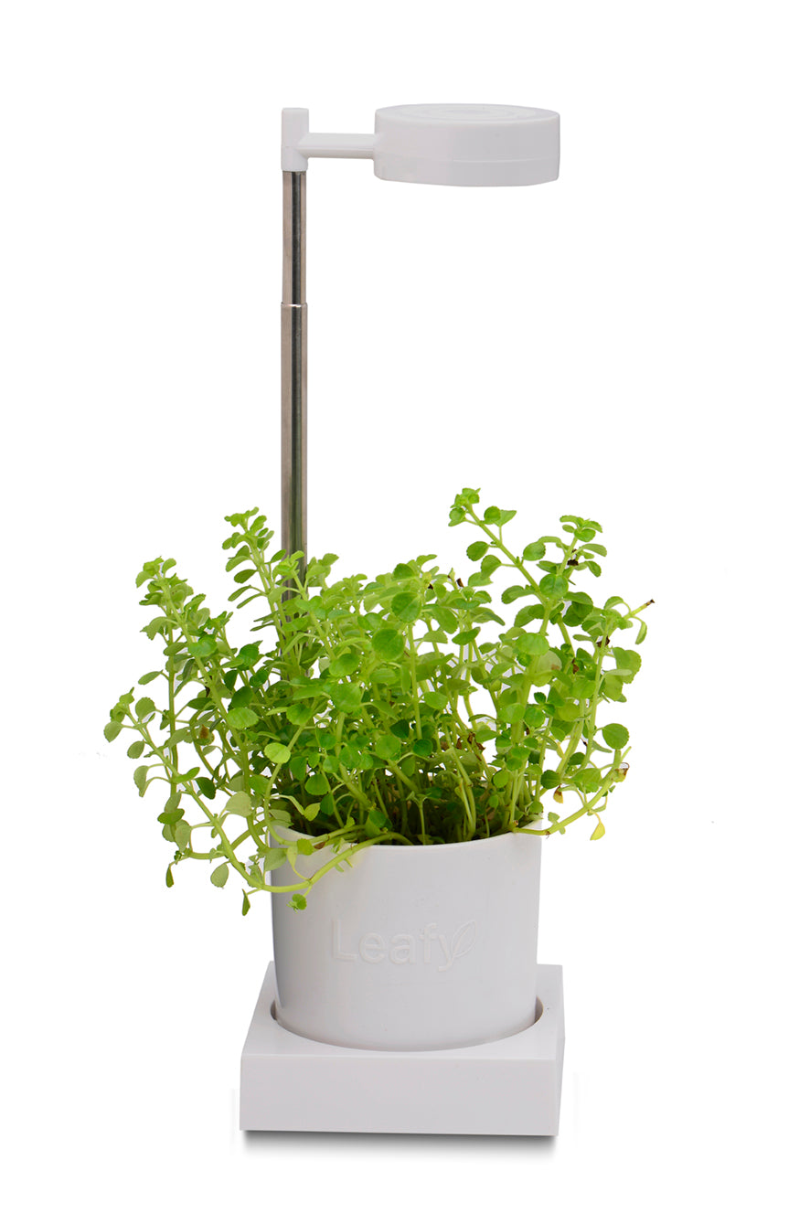 Leafy Aerogarden Desktop Hydroponics & Grow Light System